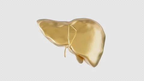 Golden Liver Model Display Stock Footage 307009289