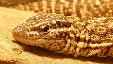 The golden lizard opens its eyes. Reptile waking up pattern. Stock Footage 114395552