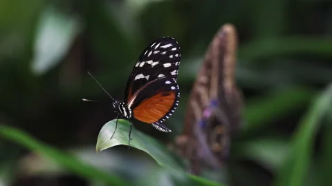 Golden Longwing (Heliconius hecale) butterfly sitting still on leaf Stock Footage 167221982
