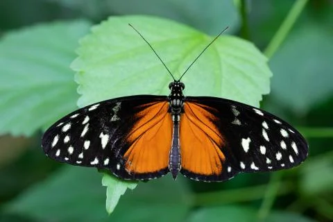 Golden longwing, Heliconius hecale Stock Photos