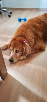 Golden with a look of something wrong Stock Photos