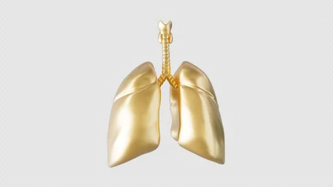 Golden Lung Model Display Stock Footage 307009530