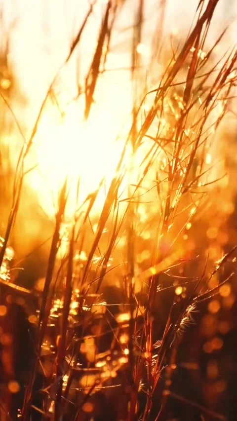 Golden Luxury Wheat Fields Swaying in Sunset Light 動画素材 337082125