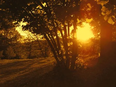 Golden magic sunset Stock Photos
