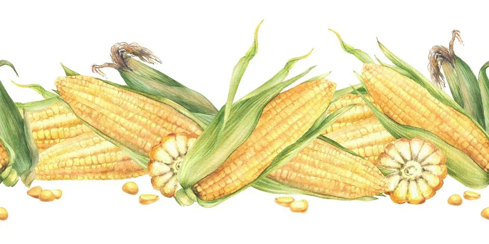 Golden maize cobs seamless border. Yellow sweet cut and whole corncob, kernel of Stock Illustration