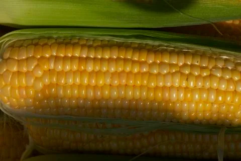 Golden maize Stock Photos