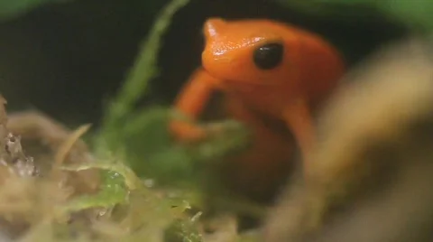Golden Mantella  Stock Footage 879097