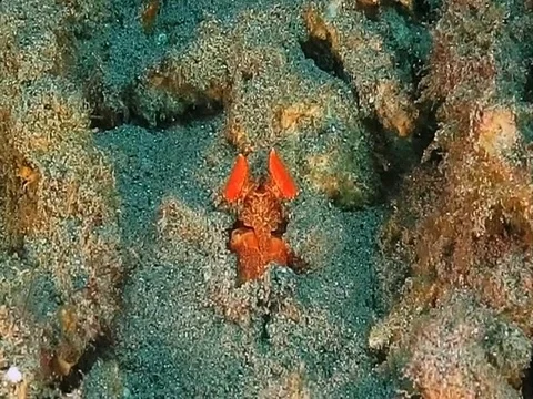 Golden Mantis Shrimp between corals in Bali Stock Footage 80665088