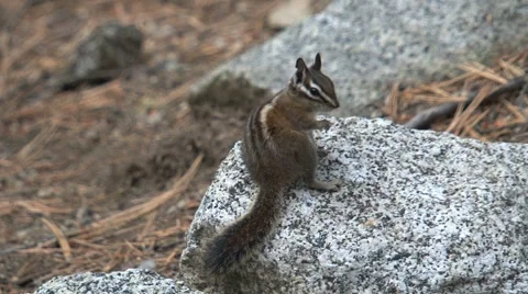 Golden-mantled ground squirrel 库存影片 941607