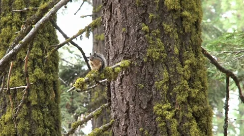 Golden-mantled ground squirrel 库存影片 941900