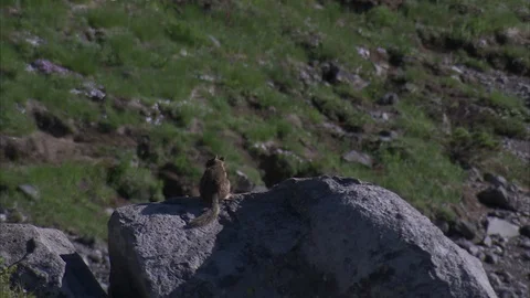 Golden-mantled Ground Squirrel Resting at Mount Rainier Stock Footage 86755200