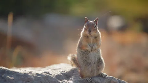 Golden Mantled Ground Squirrel Standing Upright on Sunlit Rock in Backlit. Stock Footage 343761675