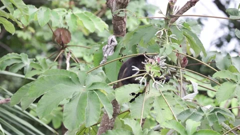 Golden mantled Howler Monkey sit in lowland rainforest tree feeding Stock Footage 160107986