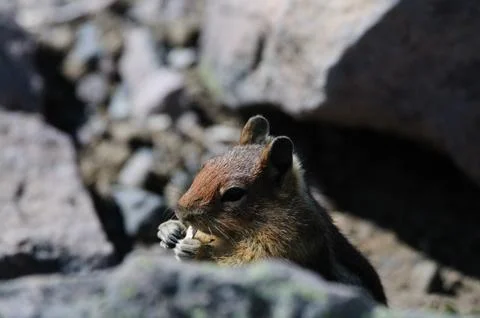 Golden Mantled Squirrel Stock Photos