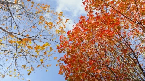 Golden Maple Branches Under Autumn Sunlight in Halifax, Nova Scotia Video stock 319870454