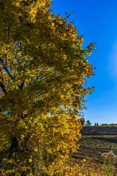 Golden maple in the fall Foto stock