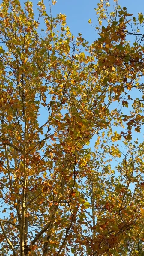 Golden maple foliage swaying gently in breeze beneath  clear sky. Stock Footage 343523025