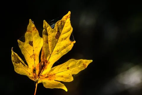 Golden maple leaf on a dark background, California 스톡 사진