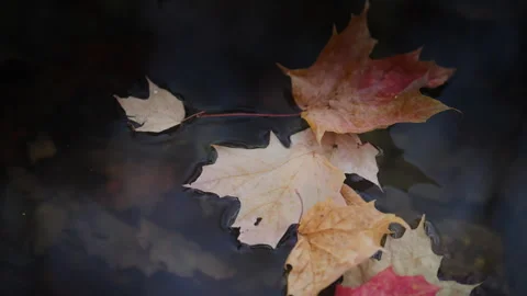 Golden Maple Leaf Drifting onto Autumn Water Surface Stock Footage 345553213