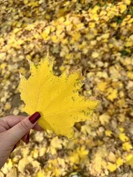 Golden Maple Leaf in Hand Stock Photos