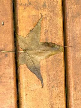 Golden maple leaf looking like a star Stock Photos