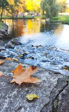 Golden maple leaf placed on a gray stone railing with an autumn park and rive 写真素材