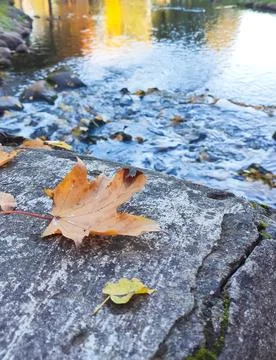 Golden maple leaf placed on a gray stone railing with an autumn park and rive 写真素材