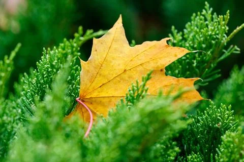 Golden maple leaf rests amid lush green coniferous branches Stock Photos