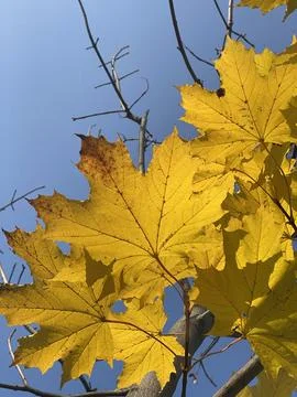 Golden maple leaf shines under bright blue sky. Warm sunlight highlights leaf Stock Photos