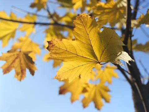 Golden maple leaf shines under bright blue sky. Warm sunlight highlights leaf Stock Photos