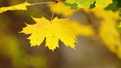 Golden maple leaf sways gently in the autumn breeze. Vídeo Stock 291325897