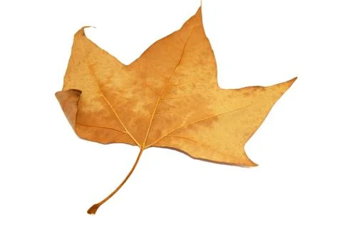 Golden maple leaf  on white background isolated Stock Photos