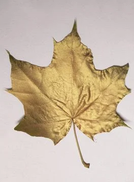 Golden maple leaf on a white background Фото