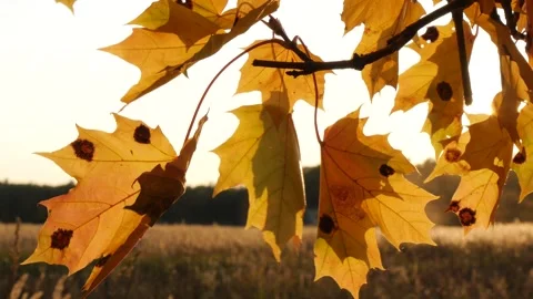 Golden maple leaves against the backdrop of forest and light sky. Video stock 291512067