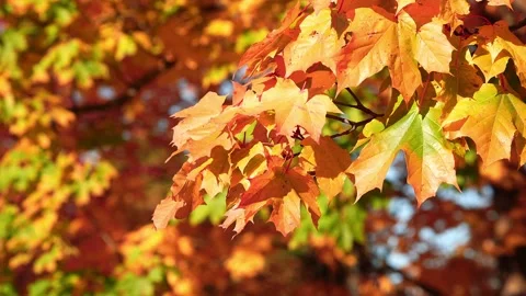 Golden maple leaves in backlight with one green transitional leaf Stock Footage 319402484