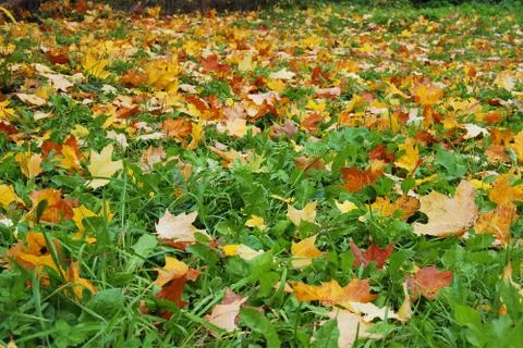 Golden maple leaves falling on green grass Stock Photos