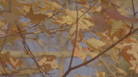 Golden Maple Leaves Stock Footage 71281583
