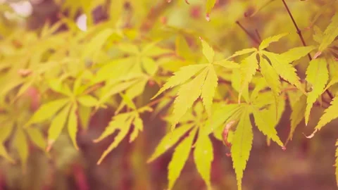 Golden Maple Leaves Gently Swaying in the Soft Autumn Breeze Stock Footage 342010889