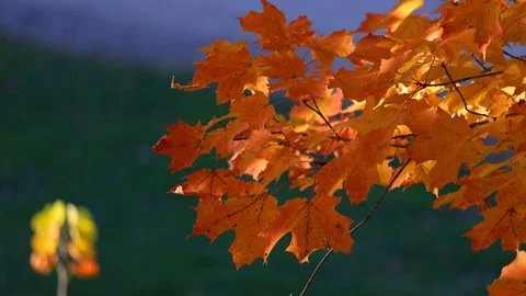 Golden maple leaves glowing in sunlight close up view. Stock-Footage 343326582