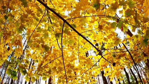 Golden maple leaves glowing under forest sunlight Stock Footage 319921370