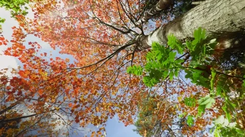Golden Maple Leaves Shining Under Bright Sunlight in Halifax Park, Canada Stock Footage 319870509