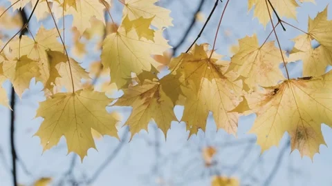 Golden maple leaves sway gently on branches against a clear blue sky. Close-u Stock Footage 337630546