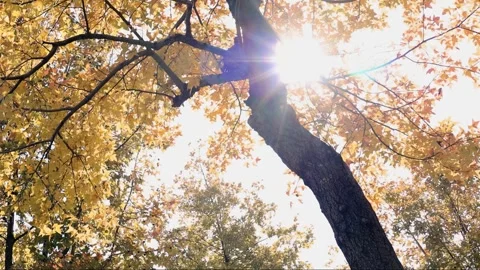 Golden Maple Leaves Swaying Gently Under Bright Autumn Sunlight in a Forest Stock Footage 342008141