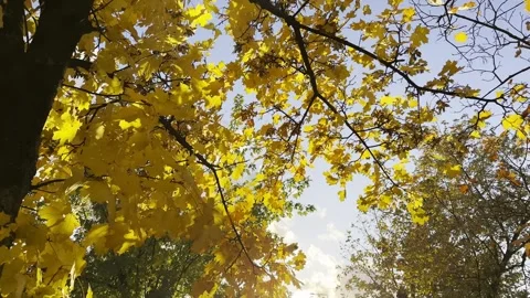 Golden maple leaves on tree branches gently swaying in wind with sunlight  Stock Footage 253580705