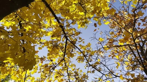 Golden-maple-leaves-on-tree-branches-gently-swayin-2023-11-27-05-08-13-utc Stock Footage 278700838