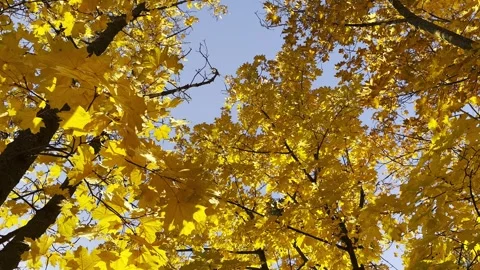 Golden-maple-leaves-on-tree-branches-gently-swayin-2023-11-27-05-06-50-utc Stock Footage 278701046