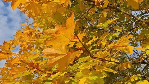 Golden maple leaves on tree branches swaying in the autumn sunlight Stock Footage 318296132