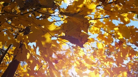 Golden maple leaves on tree branches gently swaying in wind with sunlight at bac Stock Footage 339806147