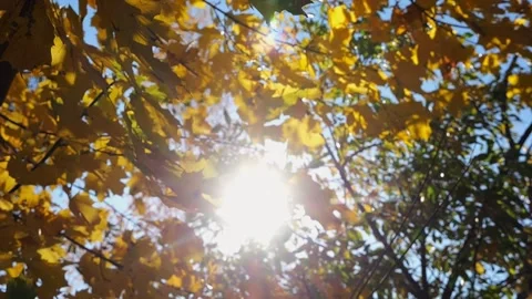 Golden maple leaves on tree branches gently swaying in wind with sunlight at bac Stock Footage 340902250