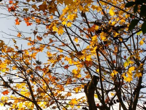 Golden maple leaves tree branches Stock Photos